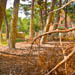 images/wald/11.jpg