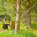 images/wald/12.jpg