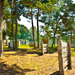 images/wald/6.jpg